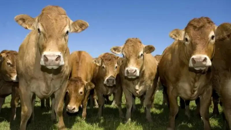 В Западно-Казахстанской области возросло поголовье крупно рогатого скота