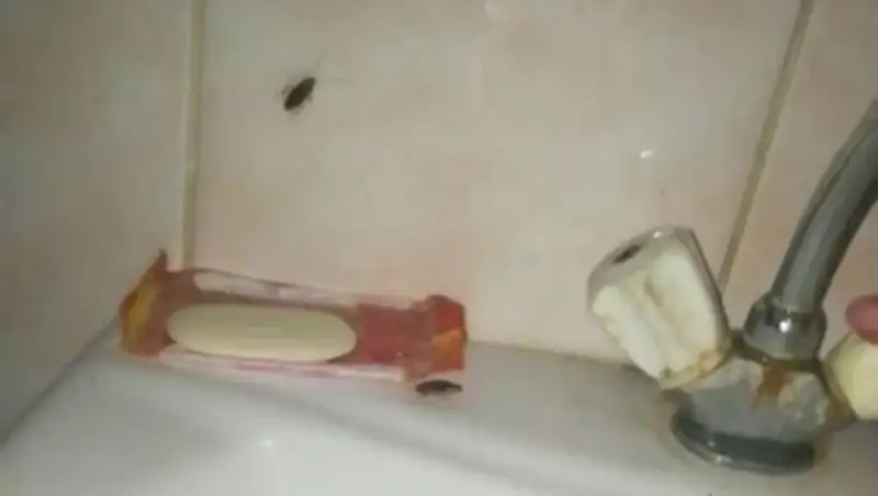 Тараканы атаковали больницу в Усть-Каменогорске