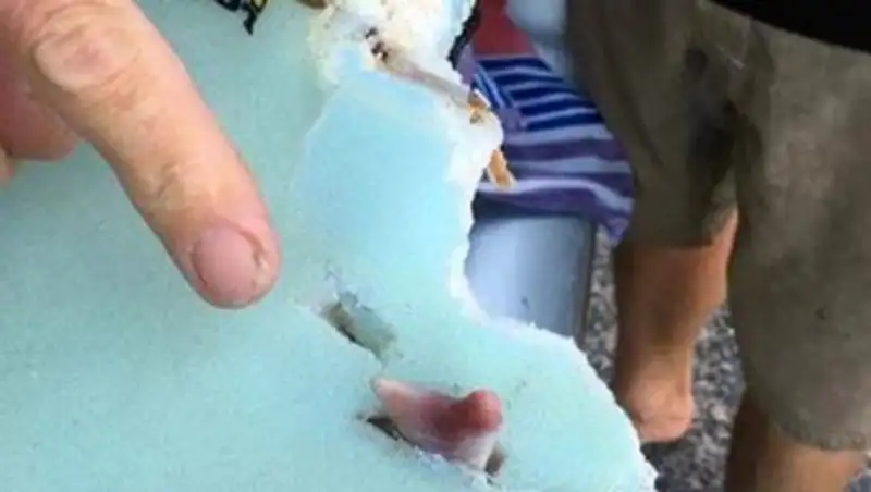 Белая акула напала на серфера и оставила ему зуб в подарок