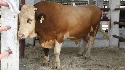 Zakon.kz, фото - Новости Zakon.kz от 15.01.2014 16:49