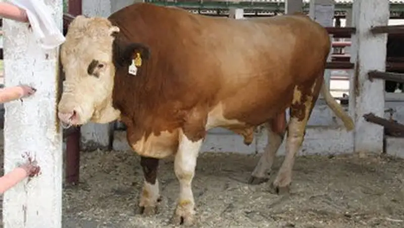 Объем сельхозпроизводства в Казахстане в 2013 году вырос на 11,6%