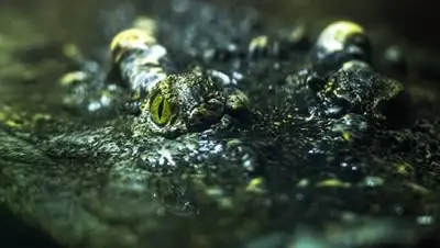 Zakon.kz, фото - Новости Zakon.kz от 15.05.2017 13:00