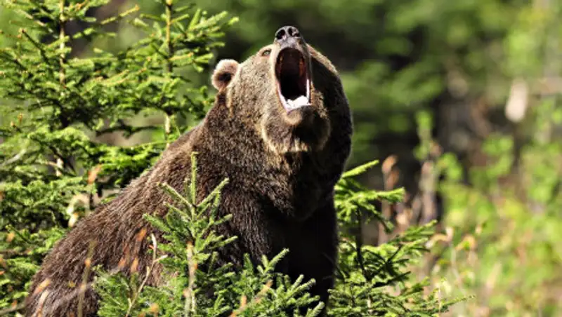 Озвучены подробности нападения медведя на человека в Алматинской области