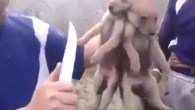 Полиция Актюбинской области ведет расследование по факту расправы над волчатами