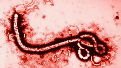 Zakon.kz, фото - Новости Zakon.kz от 11.11.2014 15:53