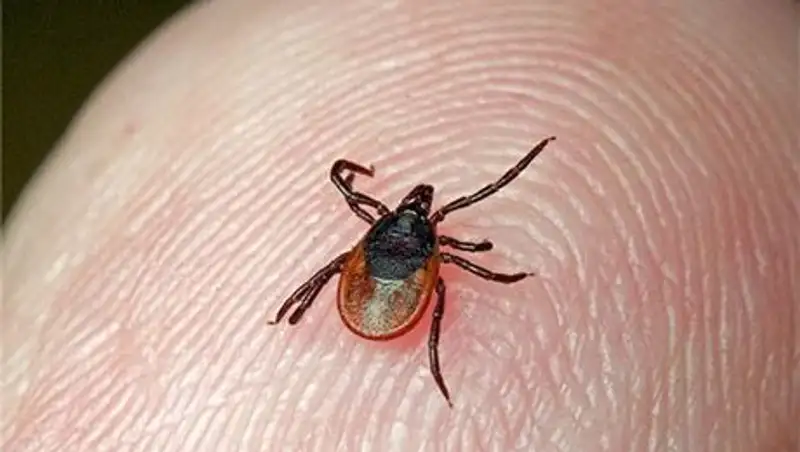 Свыше 140 человек в Алматы пострадали от укусов клещей