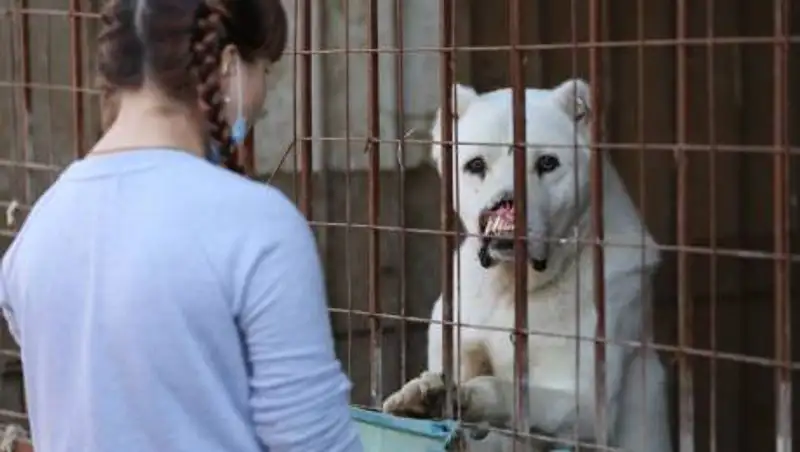 В каких регионах казахстанцы чаще всего издеваются над животными
