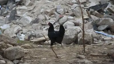 Жертвами землетрясения в Индонезии стали 162 человека, большинство из них дети, фото - Новости Zakon.kz от 22.11.2022 04:45