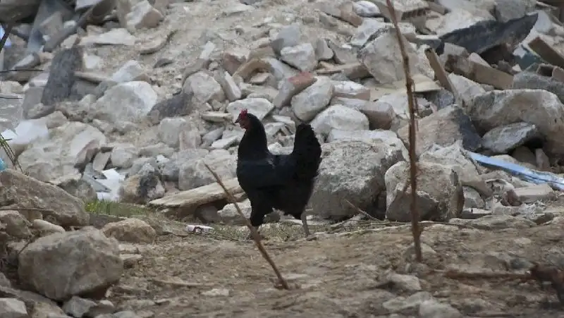 Жертвами землетрясения в Индонезии стали 162 человека, большинство из них дети