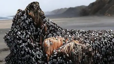 Zakon.kz, фото - Новости Zakon.kz от 13.12.2016 13:09