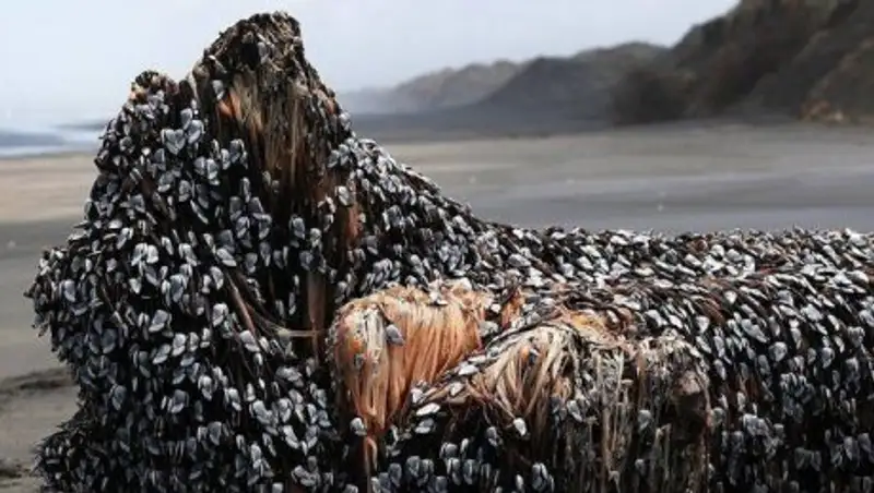 Жителей Новой Зеландии напугала покрытая кожаными червями скала