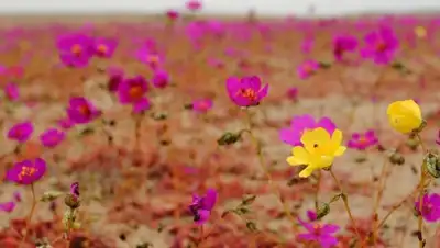 Zakon.kz, фото - Новости Zakon.kz от 20.07.2017 20:00