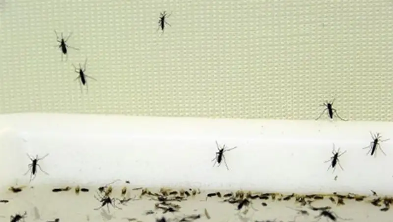 Казахстанцам рекомендуют применять противомоскитные средства, отправляясь за рубеж