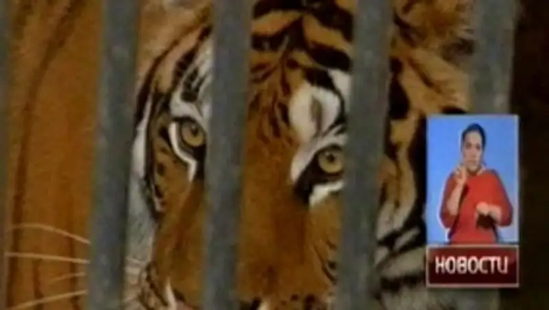 В шымкентском зоопарке поселился амурский тигр