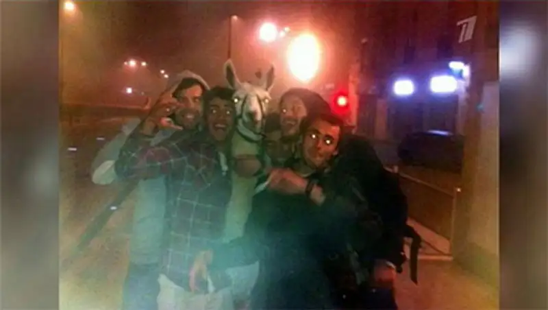 Лама из Бордо стала жертвой пьяных похитителей и прославилась в интернете