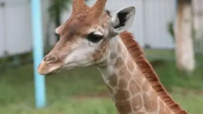 Zakon.kz, фото - Новости Zakon.kz от 21.05.2015 00:56