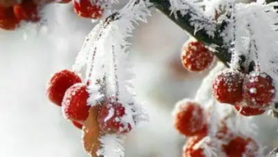 Zakon.kz, фото - Новости Zakon.kz от 20.12.2014 15:04