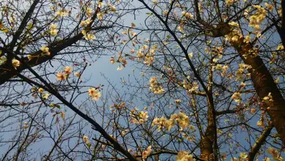 Pixabay, фото - Новости Zakon.kz от 26.03.2019 09:14