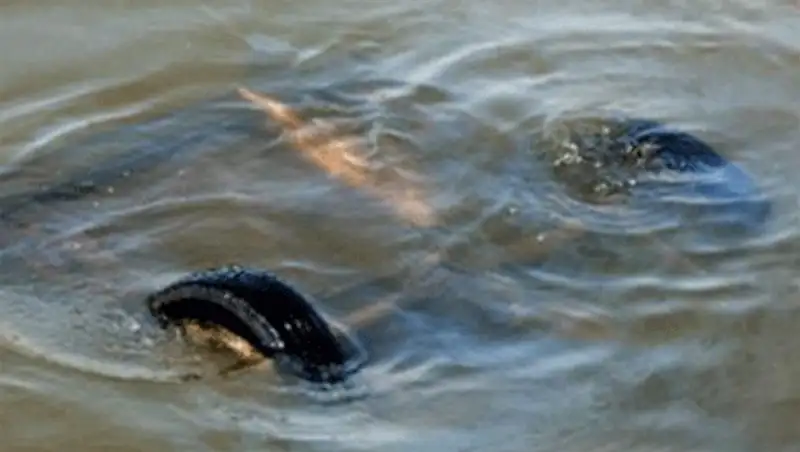 Женщина утонула в упавшем в озеро авто в Алматинской области