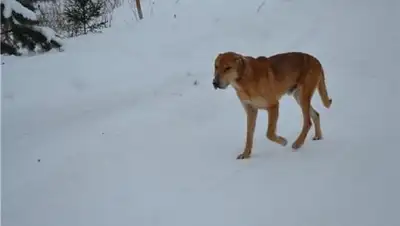pesikot.org, фото - Новости Zakon.kz от 08.03.2018 11:22