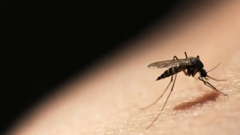 Поцелуев с зараженными вирусом Зика рекомендовали избегать