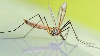 В Алматы стартовала обработка водоемов от комаров, фото - Новости Zakon.kz от 07.06.2023 15:44