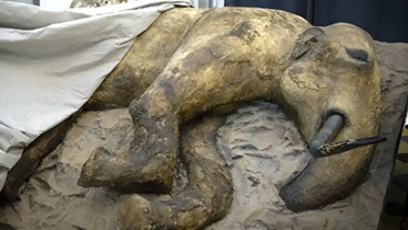 Российские ученые назвали время заселения Арктики человеком