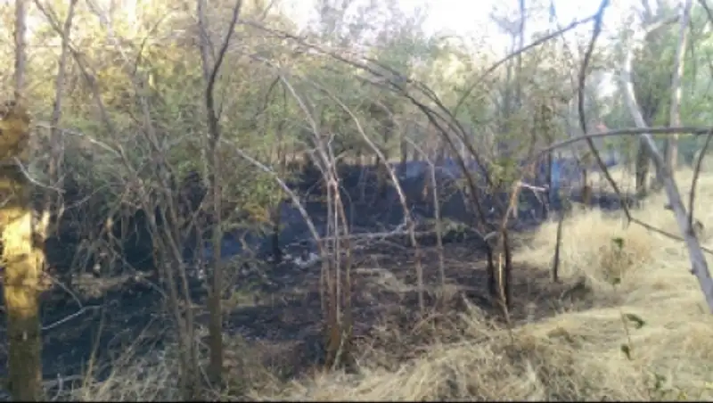 Уголовное дело возбуждено по факту пожара в шымкентском дендропарке