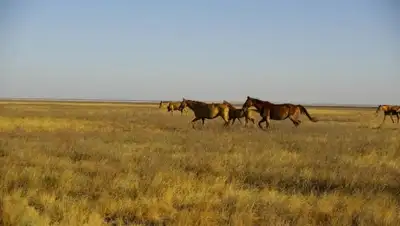 Zakon.kz, фото - Новости Zakon.kz от 18.08.2015 18:14