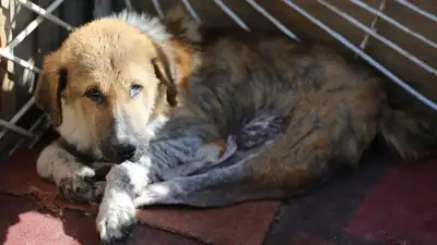 Куда исчезают собаки в Талгаре: расследование волонтеров привело в шок общественность, фото - Новости Zakon.kz от 26.04.2023 11:12