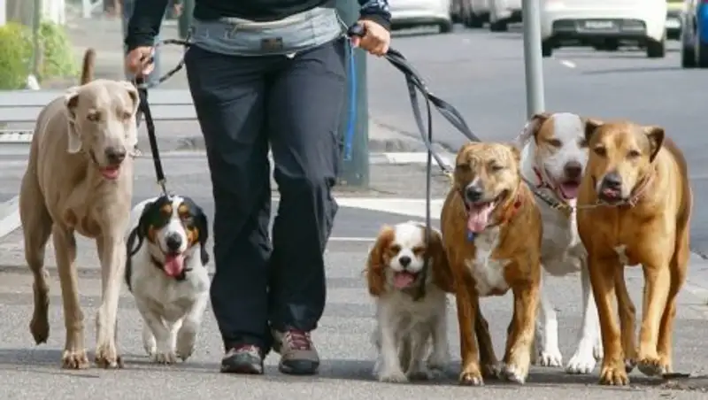 В Астане с начала года наказали более тысячи хозяев собак и кошек