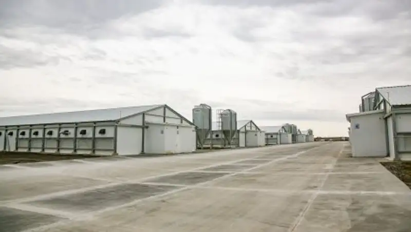 Макинская птицефабрика начала коммерческое производство мяса птицы