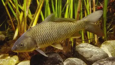 пресс-служба акима Туркестанской области, фото - Новости Zakon.kz от 17.07.2018 11:39