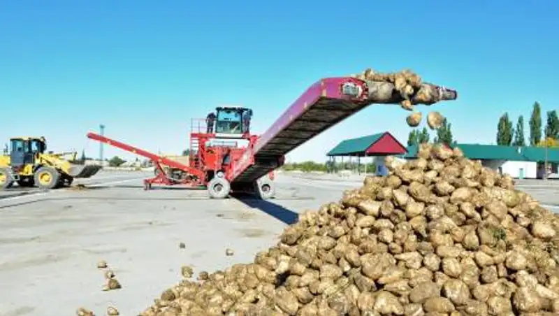 Алматинская область планирует покрыть 70% потребности страны в белом сахаре