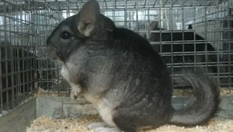 В ЗКО открылась шиншилловая ферма