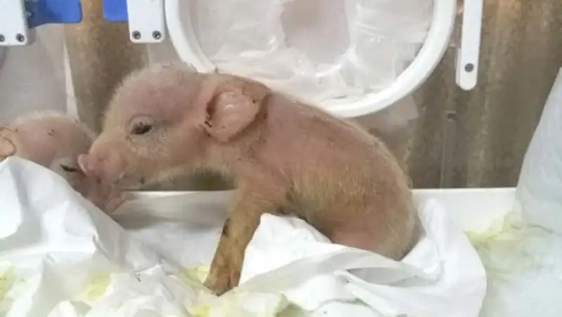 В Китае родились первые в мире свинки-обезьяны