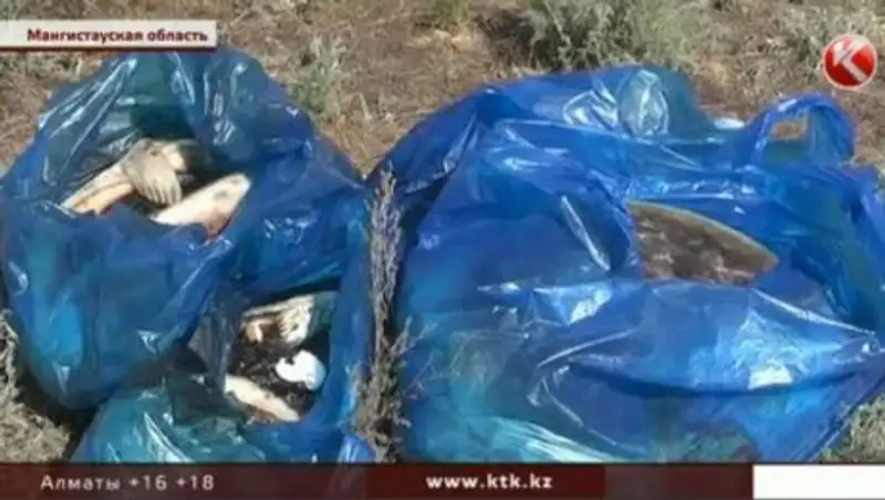 Жители Мангистауской области перепуганы массовой гибелью тюленей