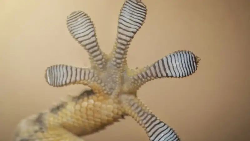 Ящерицы научат Ford производству машин