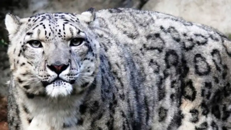 Мяуканье снежного барса сравнили с воплями алкоголика