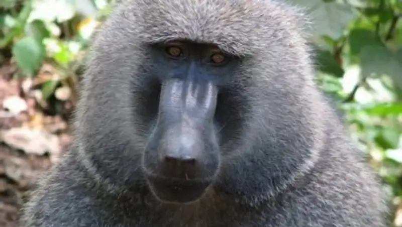В Замбии бабуин оставил без света десятки тысяч человек