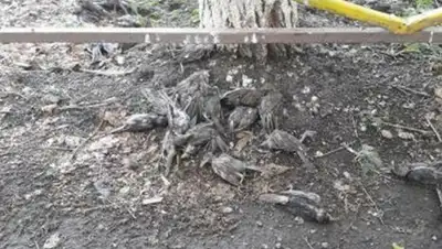 uralskweek.kz, фото - Новости Zakon.kz от 17.07.2019 17:20