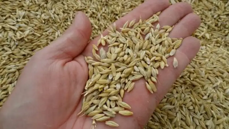 Казахстан будет поставлять ячмень и кукурузу в Китай