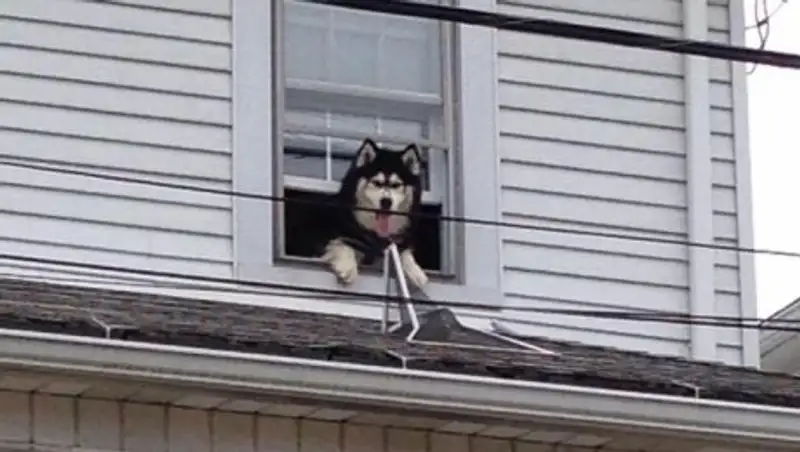 Пожарным в США пришлось дважды за час снимать с крыши хаски