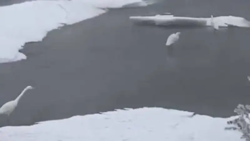 Не обижать. Цапли гуляли по заснеженной реке в Алматы