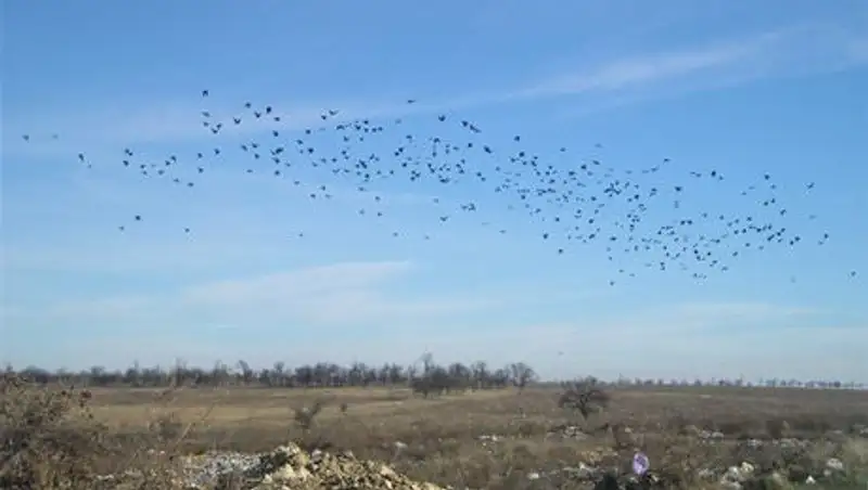 Стаи птиц угрожают безопасности полетов в аэропорту Алматы