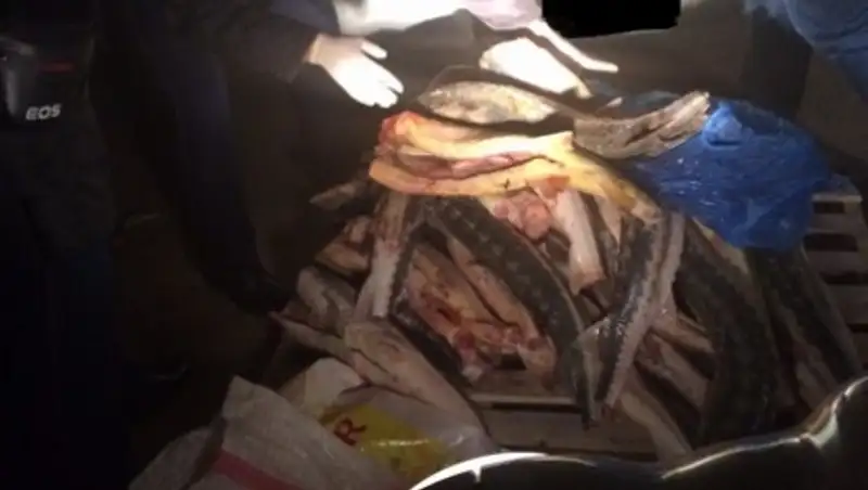 В Актау изъяли свыше 160 кг осетрины