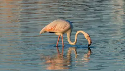 Видео с мертвыми фламинго, Казахстан, фото - Новости Zakon.kz от 25.04.2022 19:35