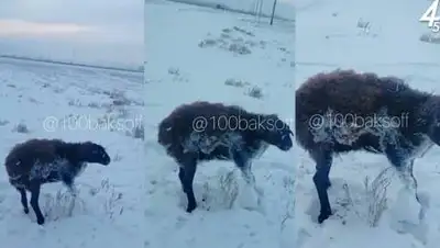 Кадр из видео, фото - Новости Zakon.kz от 08.01.2021 21:34