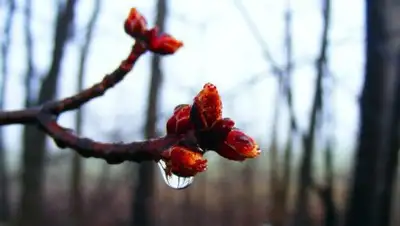 gismeteo.ua, фото - Новости Zakon.kz от 13.03.2018 09:35