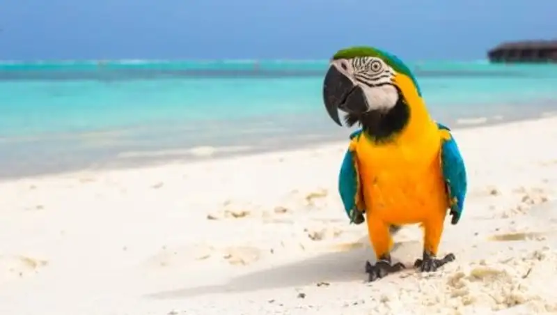 Налог на туристов вводит Малайзия с 1 августа 2017 года